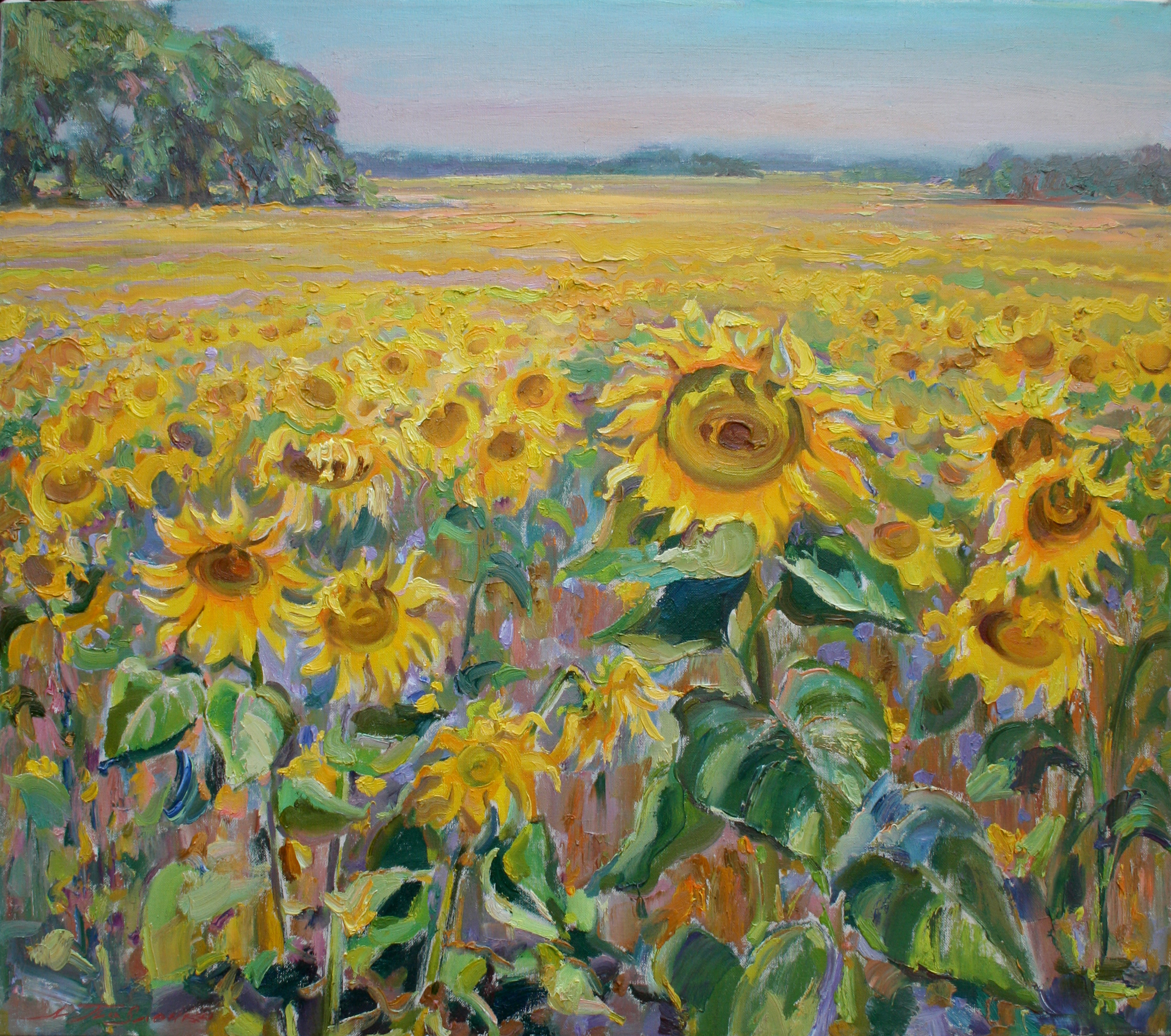 Sunflower field